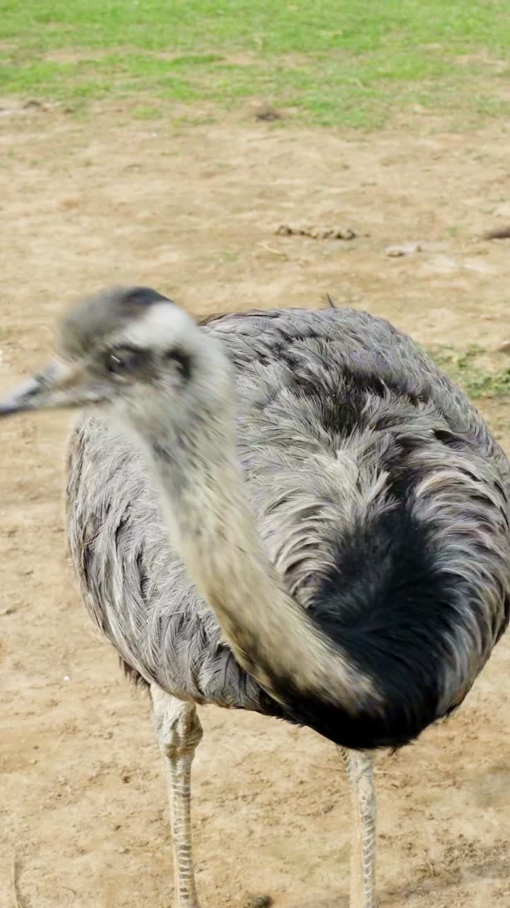 Greater rhea (Rhea americana)also known as the ñandu or South American ostrich, a large flightless bird stands in a sandy enclosure area, captured in a vertical close-up shot