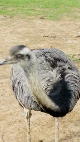 greater rhea (rhea americana)also known as the ñandu or south american ostrich, a large flightless bird stands in a sandy enclosure area, captured in a vertical close-up shot