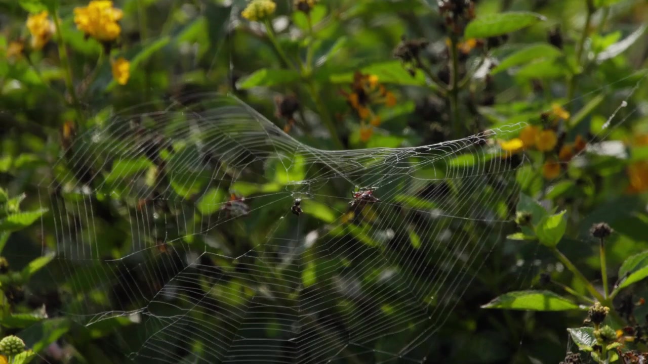 Due ragni Argiope argentata interagiscono su una ragnatela, uno si arrampica e combatte l'altro mentre la seta si rompe, con piante verdi e fiori gialli sfocati sullo sfondo, inquadratura con leggera inclinazione verso l'alto a Lima, Perù.