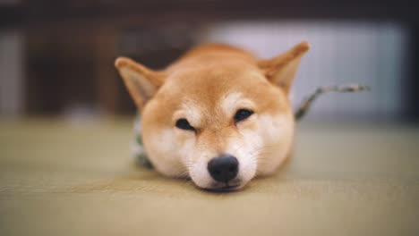 close up view of a cute shiba inu dog lying on the floor and falling asleep inside the dog cafe in kyoto, japan. - close up