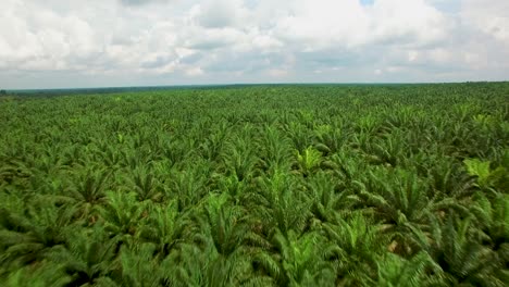 flight over a huge palm oil plantation on kalimatan in indonesia