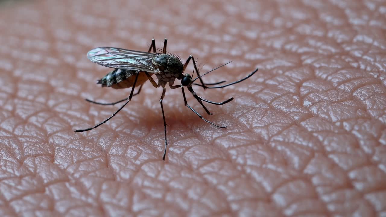 Close-up de um Mosquito Descansando na Pele Humana