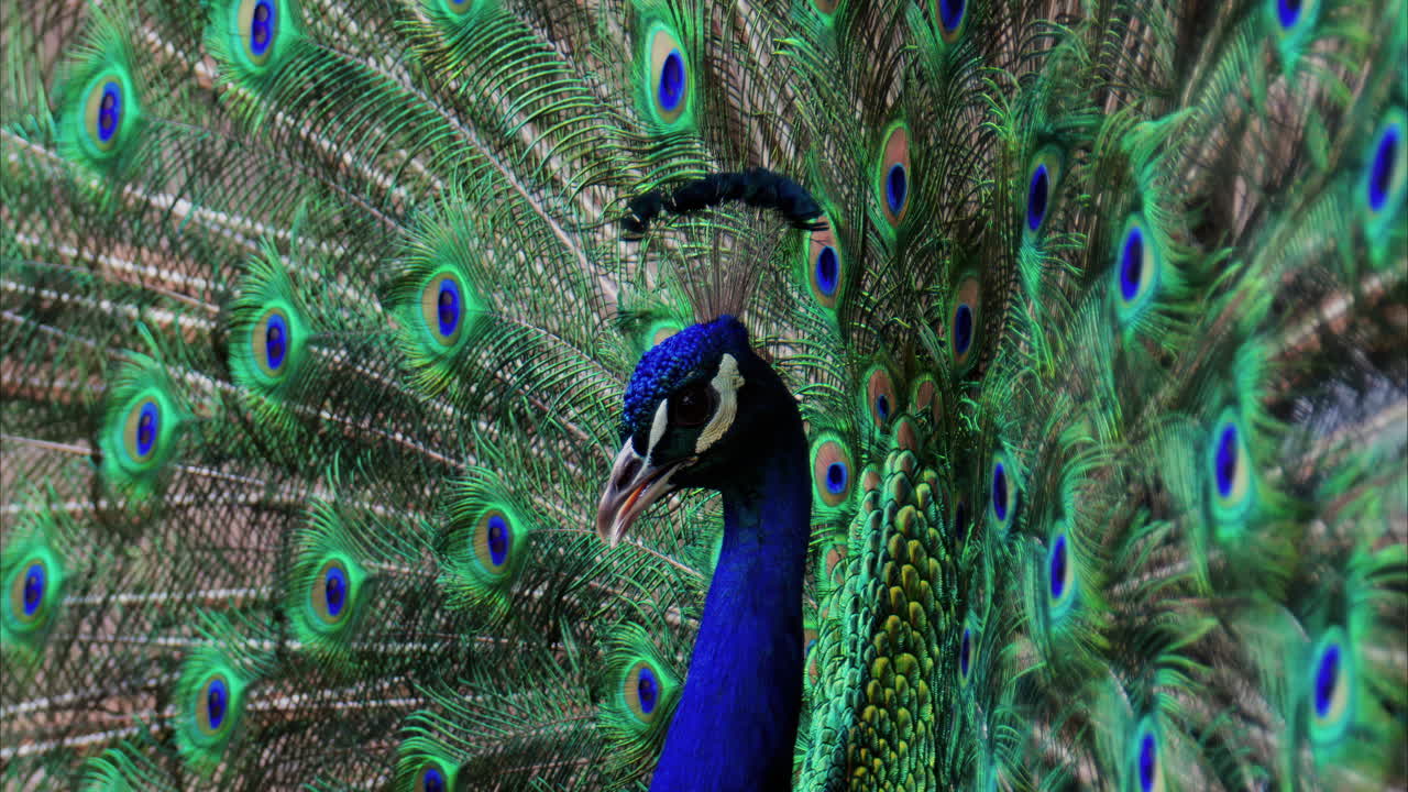 Close up of a peacock with its tail feathers spread at the zoo