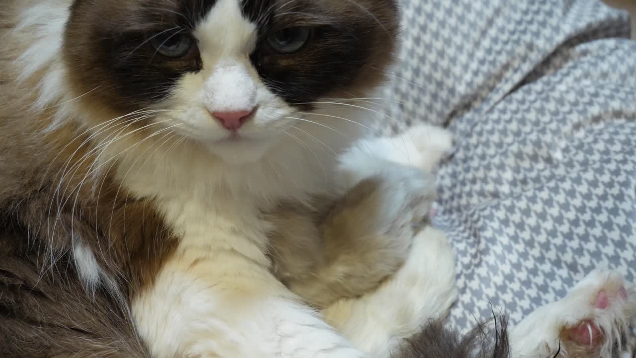 Famiglia: mamma che si prende cura dei neonati; gatta Ragdoll che allatta i cuccioli