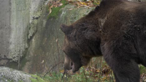 a big brown-black bear on snowy field with open mouth chewing moving in slow motion