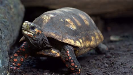 red-footed tortoise facing camera and explores surroundings - ground level closeup