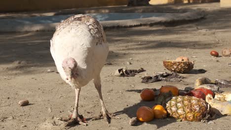 White turkey foraging for fruit scraps on the ground in a sunny outdoor environment