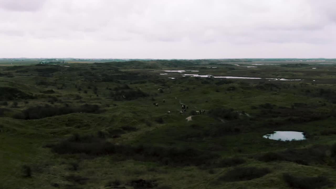 Aerial View of Horses Grazing in a Serene Green Landscape