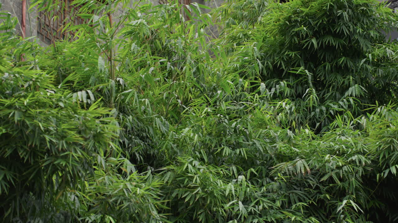 Fitta boscaglia di bambù con sottobosco, spessi strati di verde e fusti testurizzati, atmosfera umida e sensazione di natura selvaggia e remota, ideale per documentari sull'ecologia, immagini di conservazione, fauna selvatica