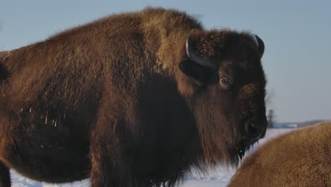 bison surviving the harsh winter in super slow motion