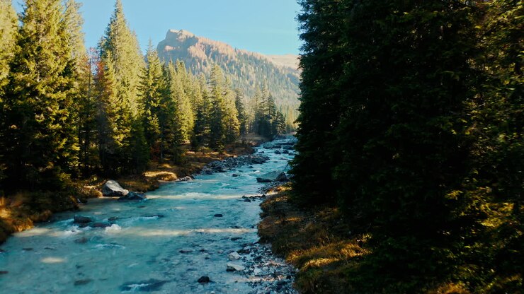 Mountain Stream in a Coniferous Forest