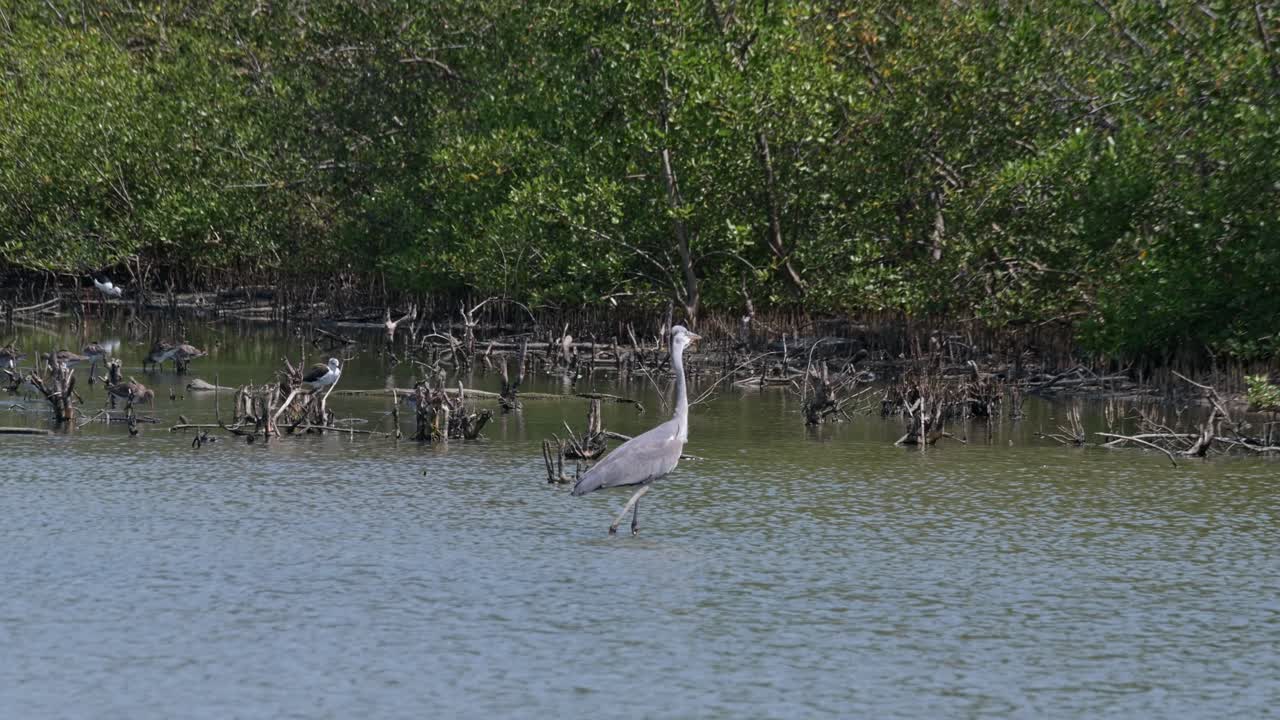 오른쪽을 바라보며 돌아다니며 뒷면을 바라보고 먹이를 얻기 위해 공격하고 왼쪽으로 바라보는 회색 호랑이 ardea cinerea (태국)