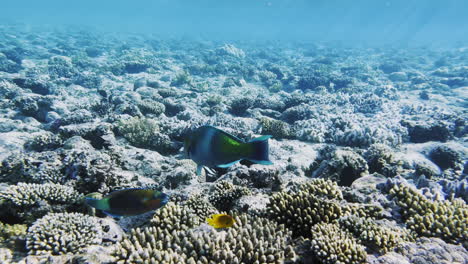 shallow reef with fish and sunrays