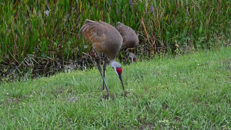 sandhill crane cavando a través de la hierba en busca de insectos para comer