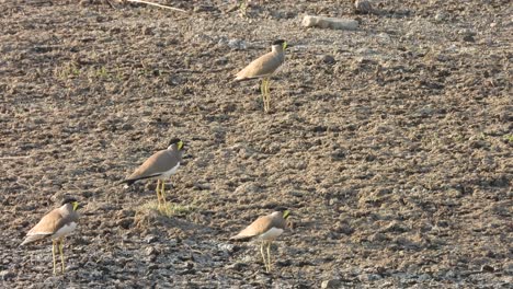 Yellow---wattled-lapwings-in-pond-area-