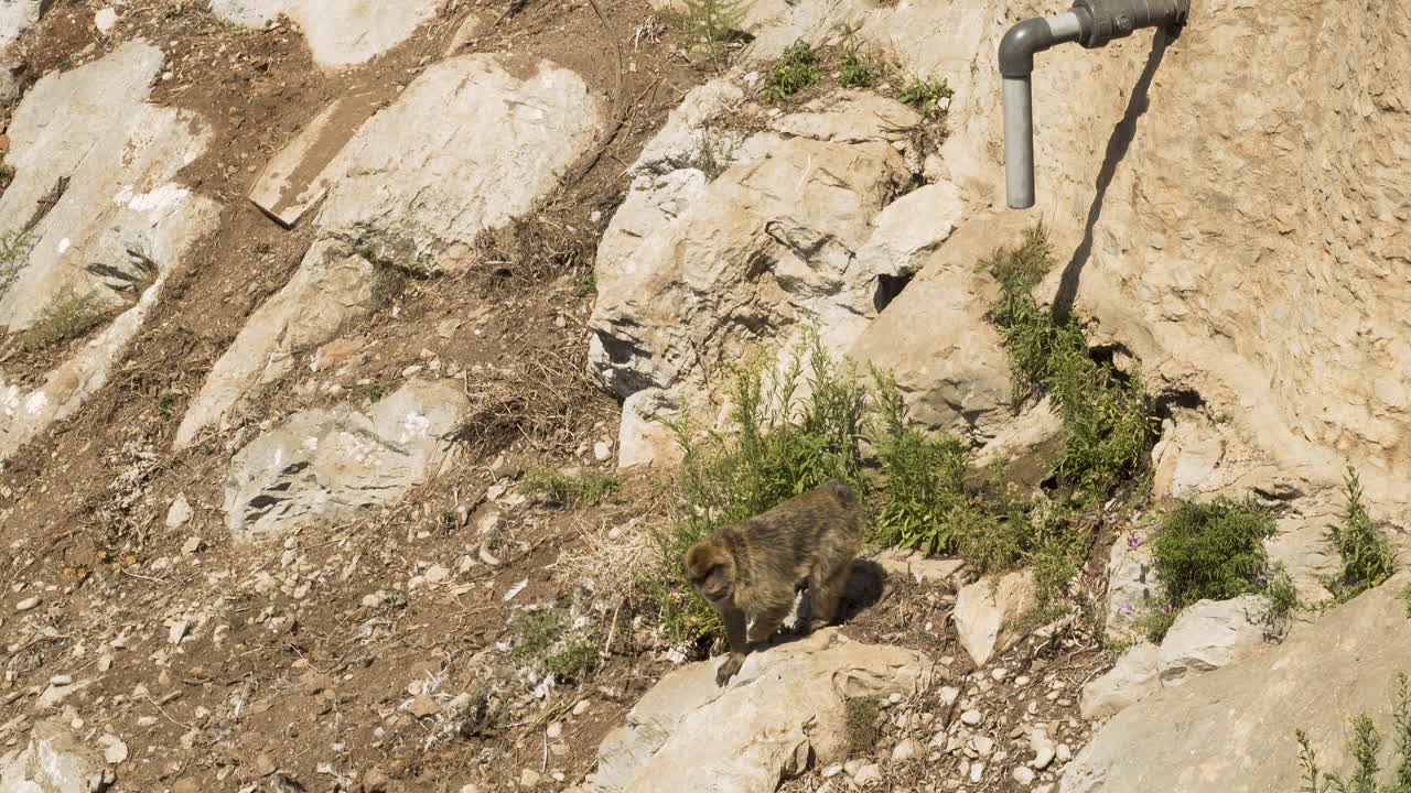 gibraltar mono macaco de berbería escalando rocas debajo del tubo de drenaje del pozo