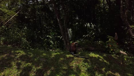 un mono mona sentado junto a la carretera en un parque nacional