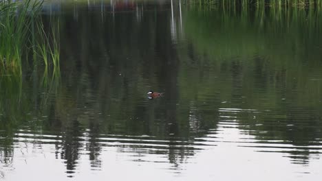 duck with blue face swimming in a lake in xochimilco, mexico city at morning
