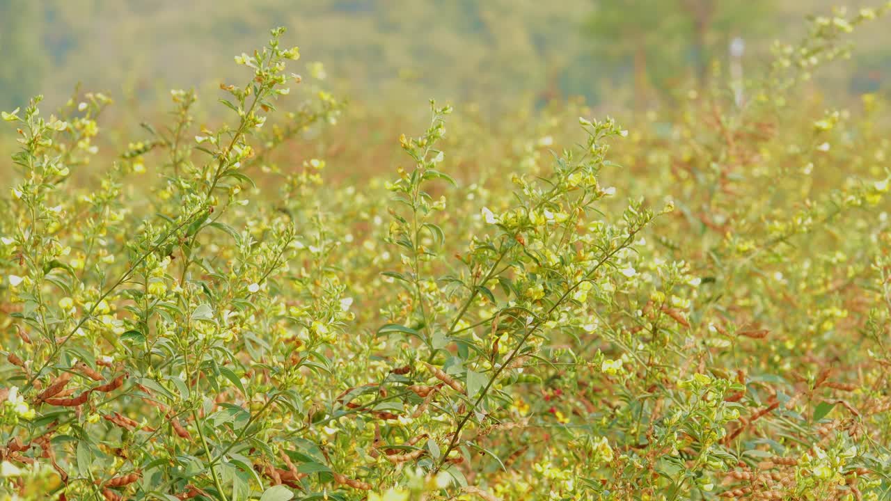 A mid shot of pigeon pea plants growing densely in an open field, yellow flowers and green pods gently swaying in the wind under soft natural daylight