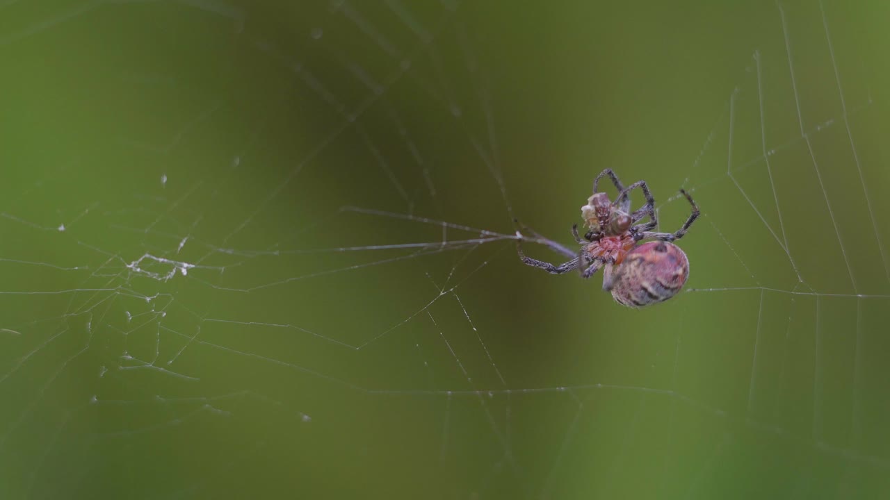 una araña versicolor alpaida atrapando un díptero en su web