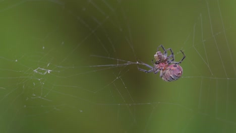 паук alpaida versicolor ловит диптерия на свою паутину