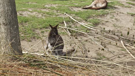 Östliches-Graues-Riesenkänguru,-Das-Auf-Dem-Boden-Sitzt