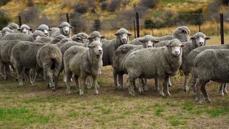 a herd of sheeps walking along a fence and stopping