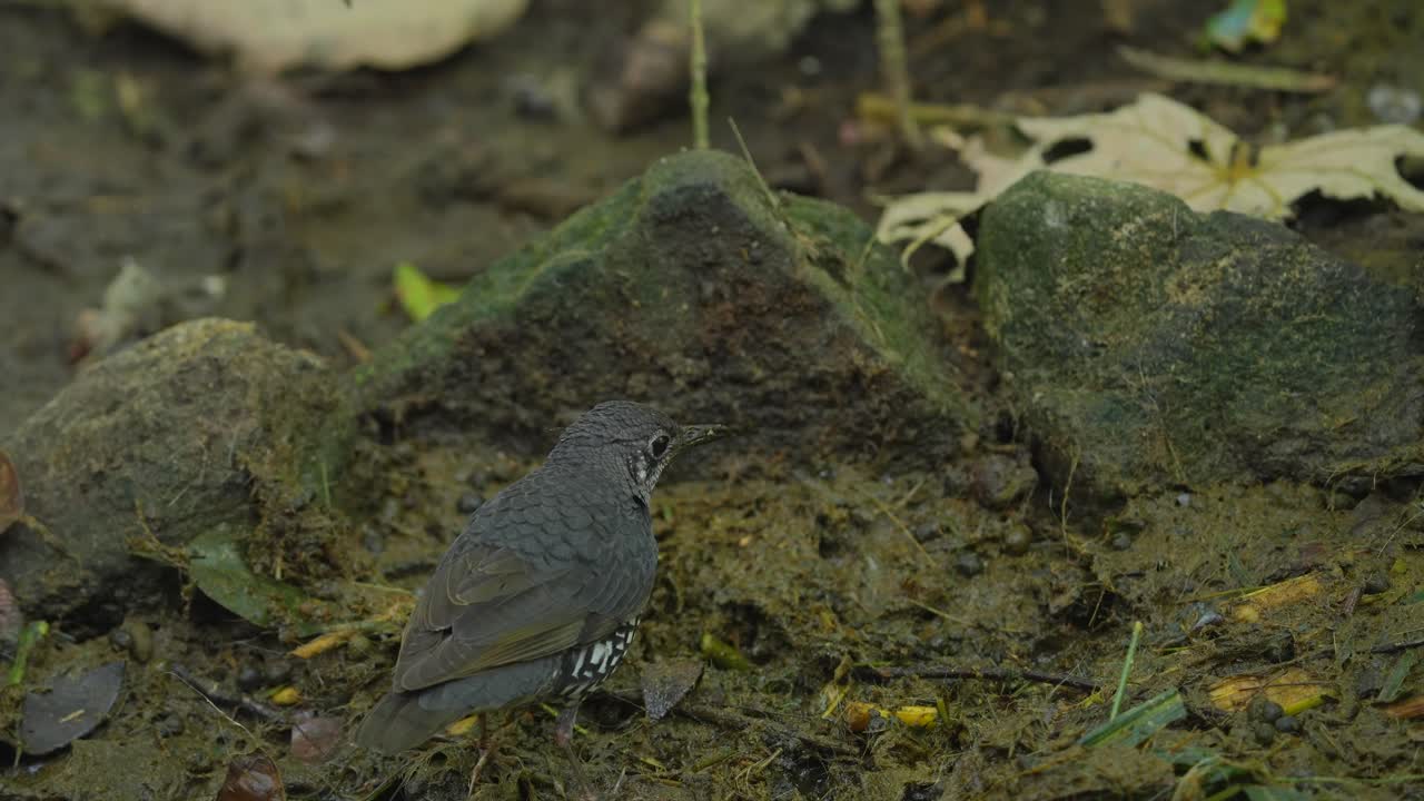 The Sunda thrush (Zoothera andromedae) bird looking for a food in the jungle