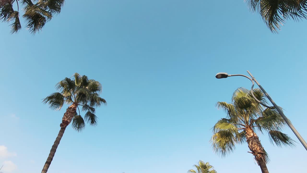 푸른 하늘과 대조되는 대로에 있는 야자수의 낮은 각도 기울기 위로 보기