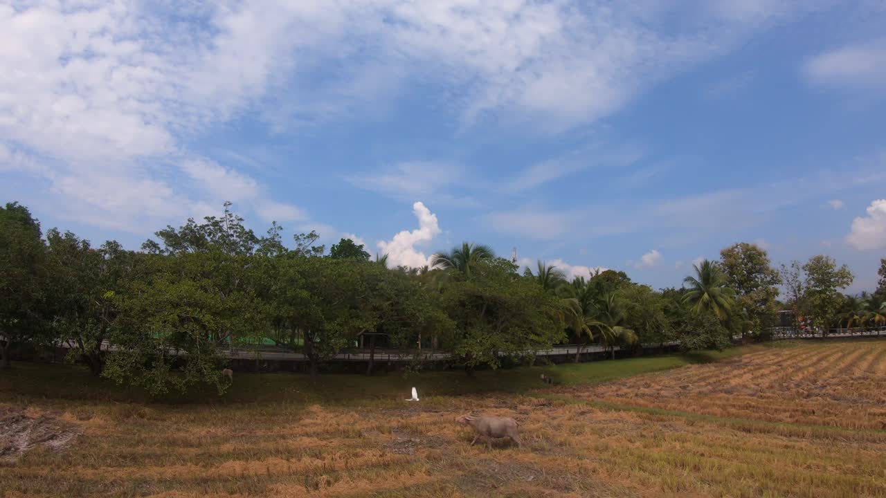 Bird flying away from a cow on a cattle farm in a rural village in Asia. Gopro drone shot slow motion
