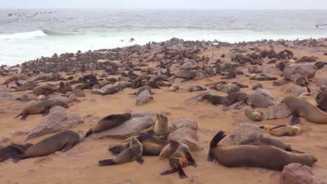 thousands of seals and baby pups gather on an atlantic beach at cape cross seal reserve namibia 4