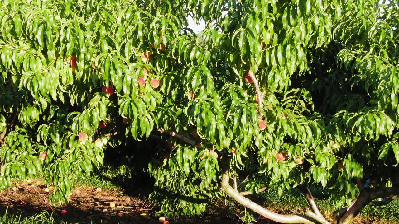 Ripresa con avvicinamento su pesche rosse mature pronte per la raccolta sull'albero durante la raccolta estiva