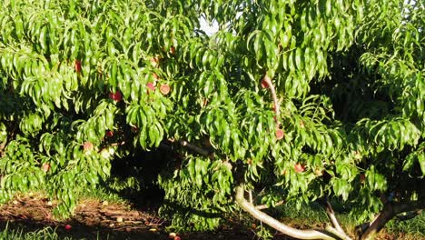 empuje en tiro sobre melocotones rojos maduros listos para recoger en el árbol durante la cosecha de verano