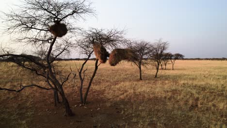 Nidos-De-Pájaros-Grandes-Construidos-En-Un-árbol-De-Espina-De-Camello-En-Namibia,-África