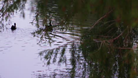 Ducks-swimming-in-a-pond-with-foreground-trees-and-branches