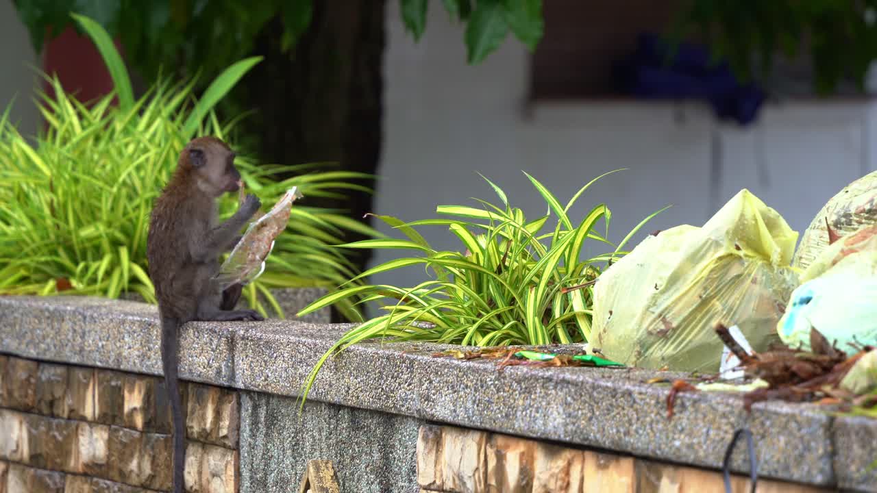 macaco hambriento comedor de cangrejos, macaco de cola larga hurga a través de pilas de basura, en busca de comida en el parque local, lamiendo el contenedor de plástico para llevar, toma de cerca