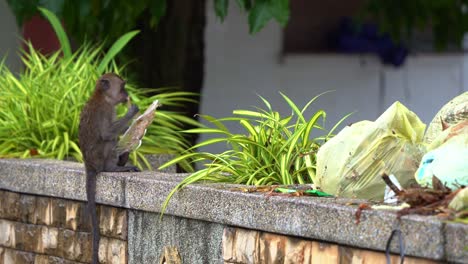 hungry crab-eating macaque, long-tailed macaque rummages through piles of rubbish, searching for food in the local park, licking on the plastic takeaway container, close up shot