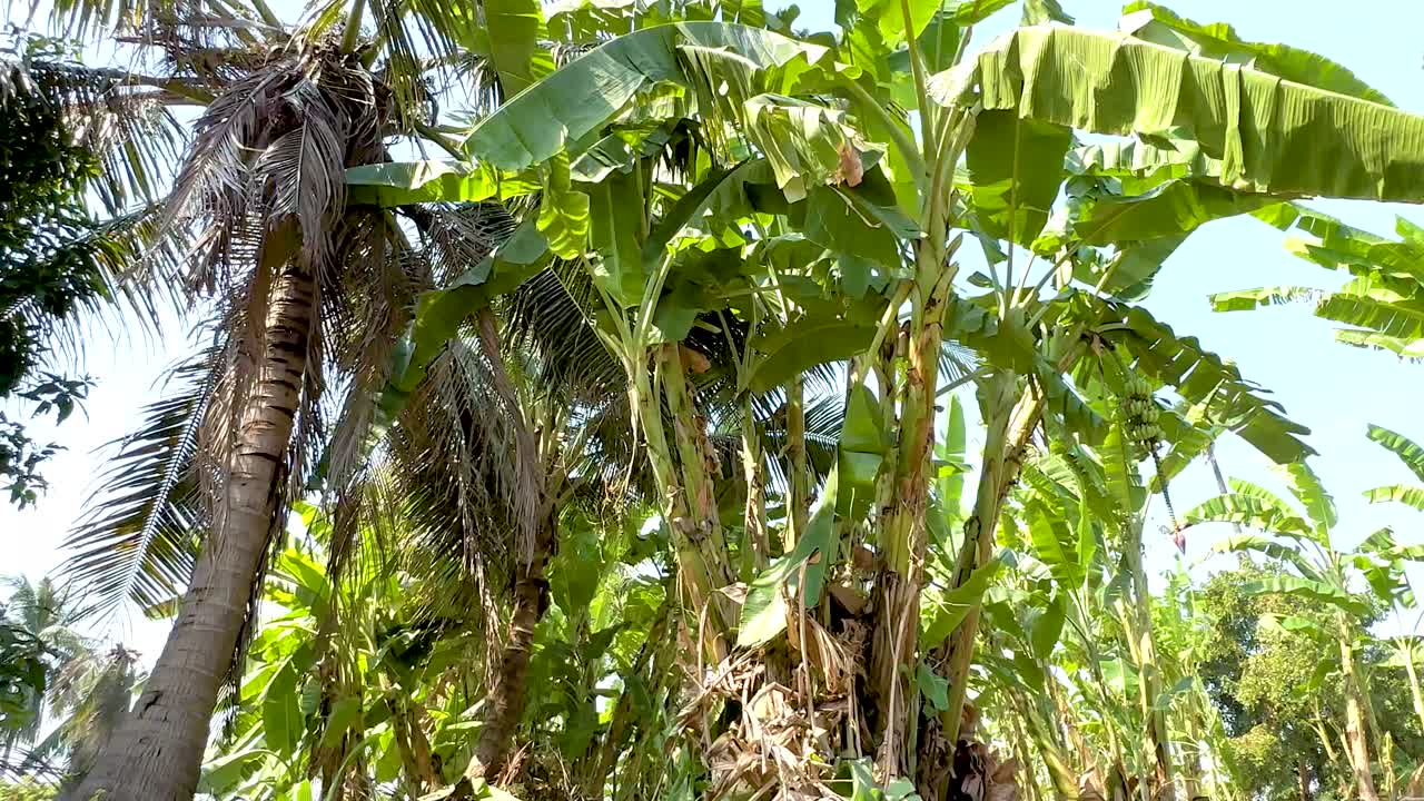 las exuberantes plantas de plátano se balancean en el mercado de bangkok.