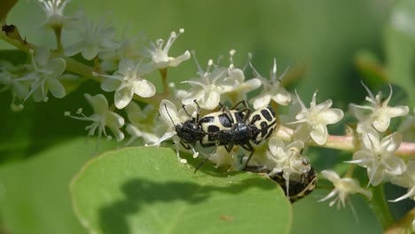 adult stage of the angora beetle