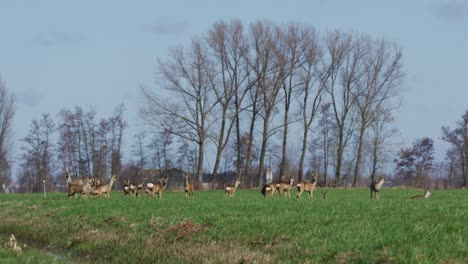 roe deer in a field