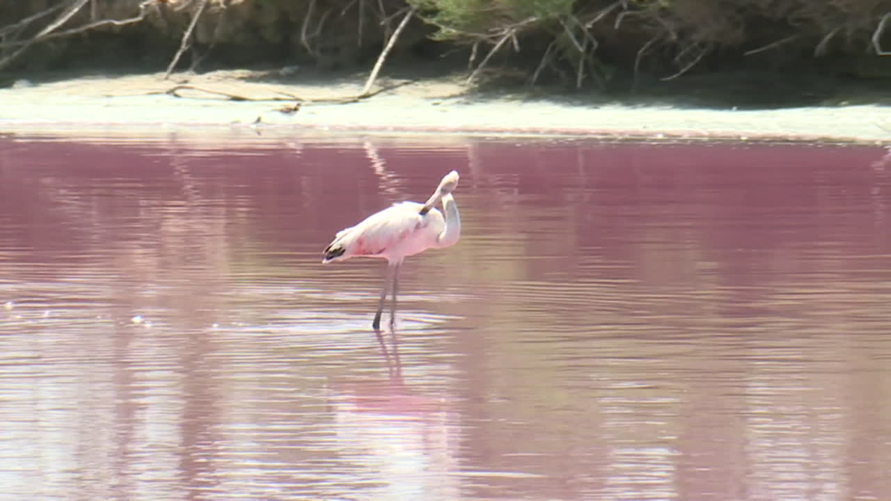 Pink Flamingo in a Pink Salt Lake