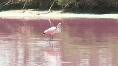 pink flamingo in a pink salt lake