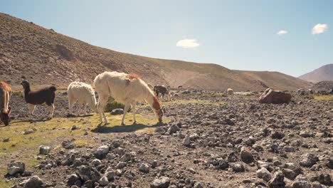 group of beautiful llamas eating in the highlands of atacama desert, chile, south america