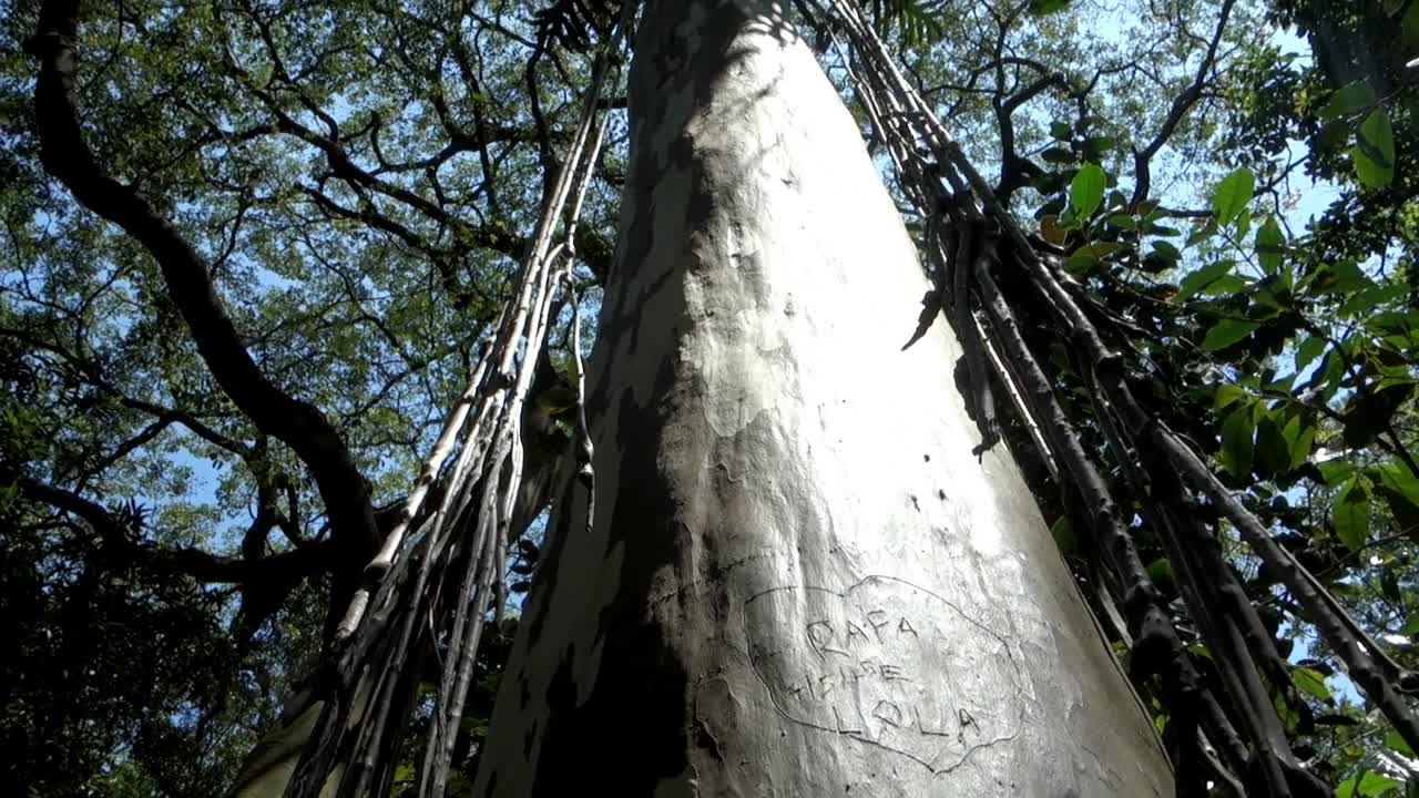 햇빛은 숲에서 아침에 나무 줄기에 반사