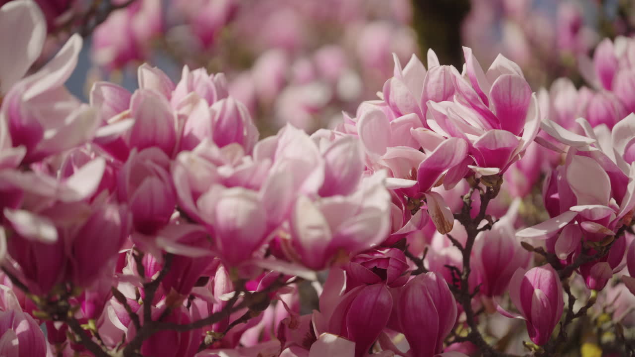 las flores de un árbol de magnolia en primavera