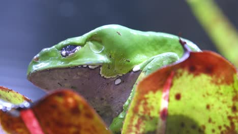 Riesiger-Affenfrosch,-Der-Auf-Dem-Blatt-Der-Pflanze-Sitzt