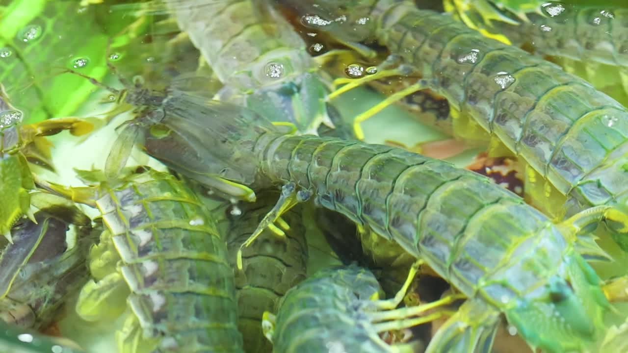 Canocchie verde brillante si muovono all'interno di una vasca d'acqua bassa in un mercato del pesce locale.