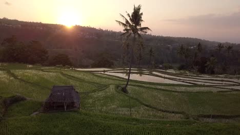 Antenne:-Reisterrassen-In-Lombok,-Indonesien