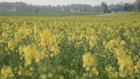 farmland landscape with yellow canola rapeseed crops, selective focus