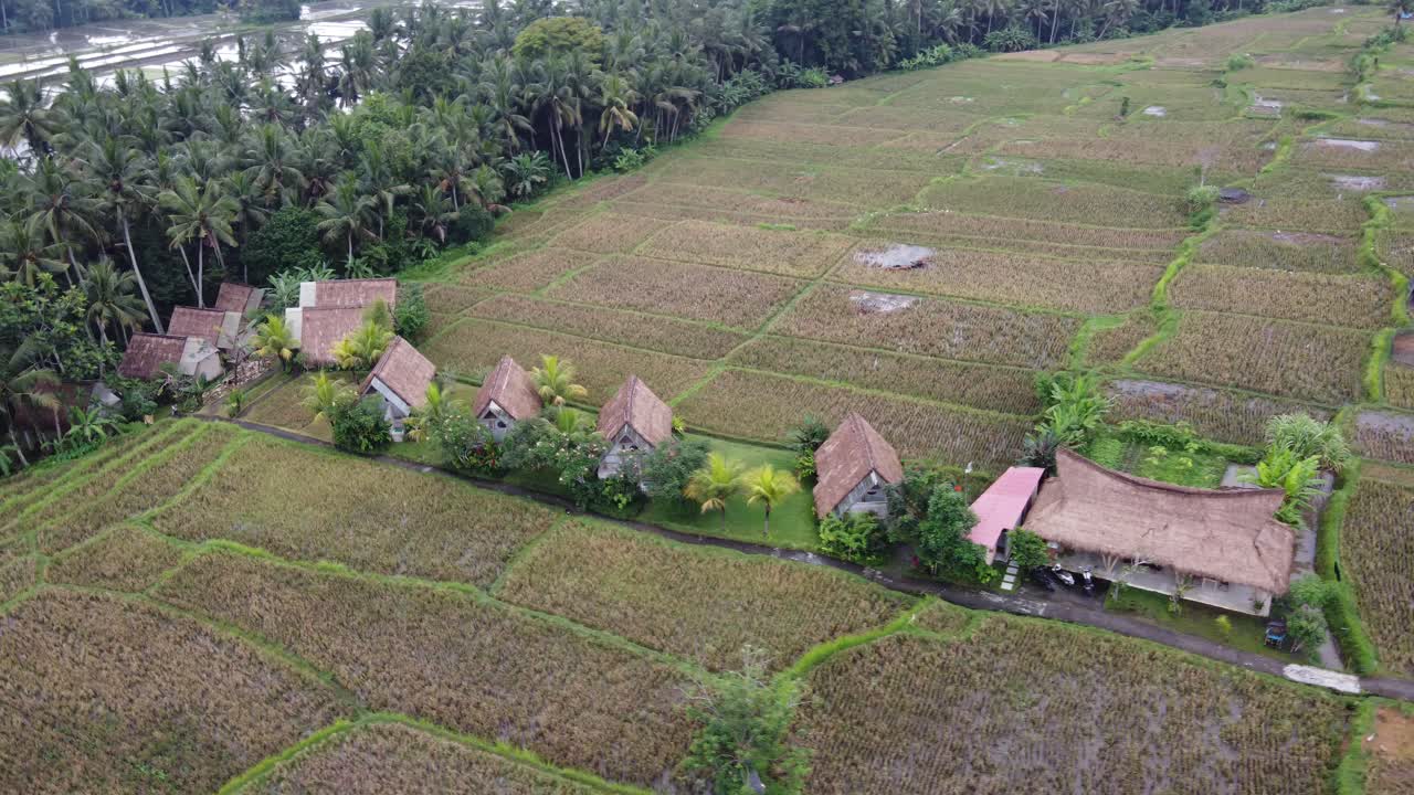 Bungalow Beratap Jerami di Tengah Sawah dengan Suasana Pedesaan di Bali, Pemandangan Udara